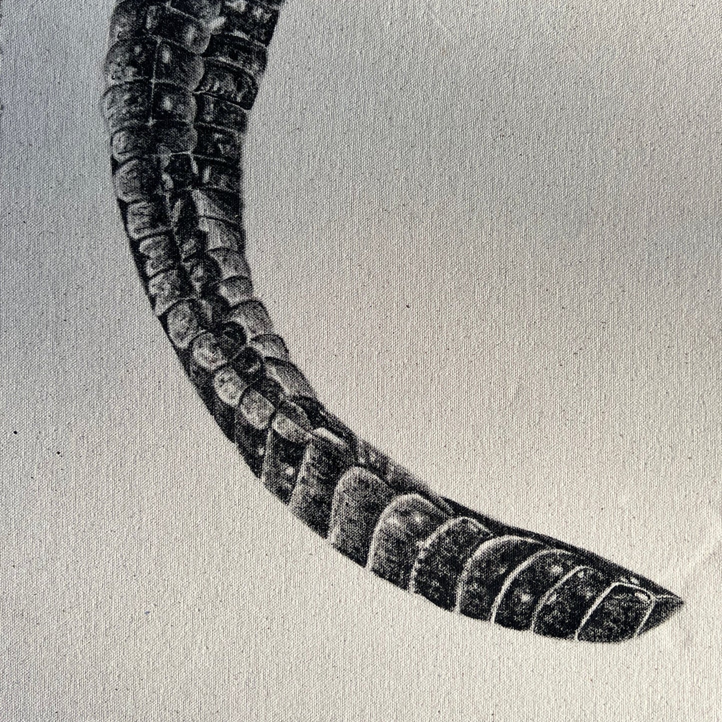 Tail - Detail Study