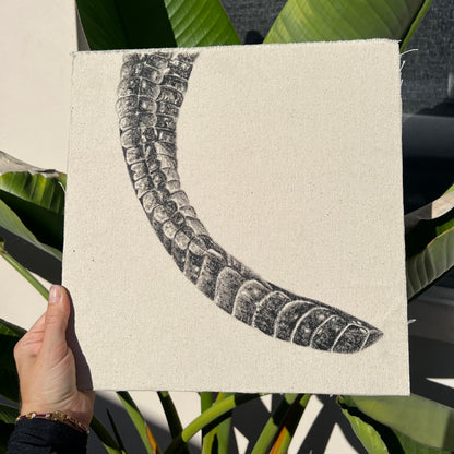 Tail - Detail Study