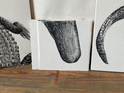 Snout - Detail Study