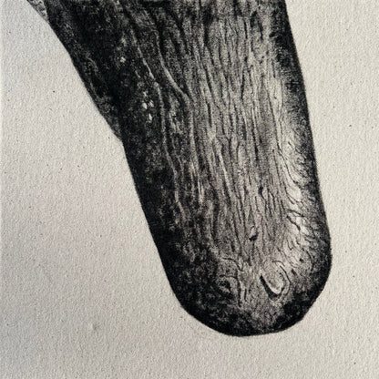 Snout - Detail Study