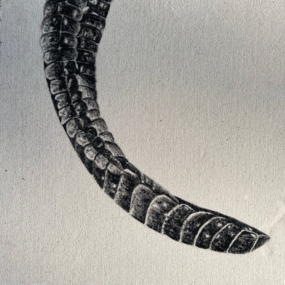 Tail - Detail Study